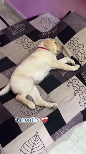 one month old baby Labrador