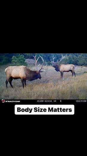 48K views · 2.9K reactions | Here is a great example of why BODY SIZE MATTERS when field judging. On the left is a bull we called COBRA and on the right is a bull we call TRIPOD. I would bet COBRA HAS 150 pounds or more on TRIPOD. It’s easy to over or underestimate antlers on animals if you don’t take their body size into account. Both are bulls from @aughtsixranch @gohunt @kuiu_official @lathropandsonsboots @phoneskope #fieldjudging #fieldjudgingelk | Jay Scott Outdoors | Facebook