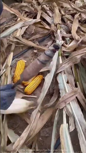 New Manual Corn Peeling Technique – Easily Harvest Dry Corn!