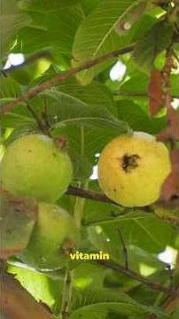 10 Powerful Health Benefits of Guava You Didn’t Know 🍈🔥