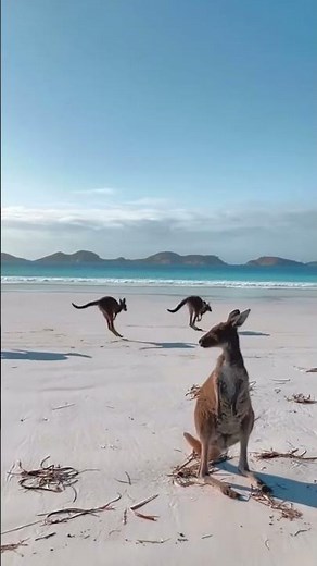 Experience the ultimate Australia bucket list activity by watching kangaroos hop along the prisitine
