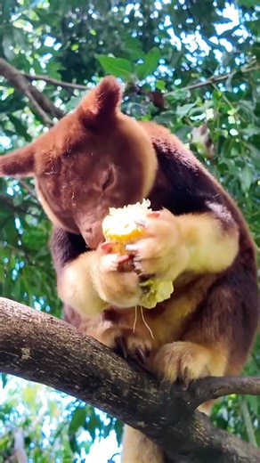 Tree Kangaroo Can Climb Trees?! 🦘 | Jump 30ft & Survive! #shorts
