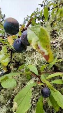 A quiet walk by the river in Crieff — captured on film.