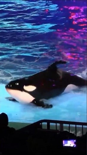 Shamu Christmas At SeaWorld Orlando