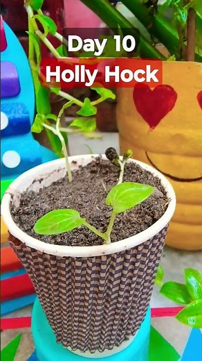 Growing Holly Hock Plant Time Lapse - Seed To Flower Day 10 #gardening #garden #morninglory