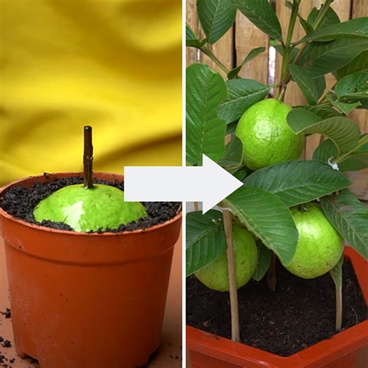 Tips For Planting Guava Trees, Simple And Effective With High Yield | Diy Garden World