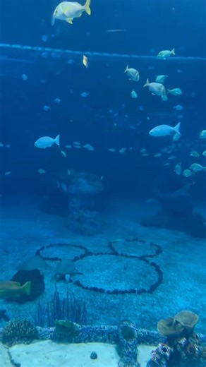 Epcot is well known for drinking around the world and the festivals throughout the year, but did you know there’s an aquarium here, too? It’s called the SeaBase and is located inside the Seas Pavilion! 🐠🐬🐟 The Seas Pavilion is also home to Turtle Talk with Crush and The Seas with Nemo & Friends. Inside the SeaBase, you’ll find manatees, dolphins, sharks, sea turtles, and other sea life creatures. It’s a great place to escape the heat and kids love it here! Have you been here yet? #epcotaquari