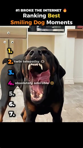 Ranking Dogs That Smile Better Than Humans #funnydogs #trynottolaugh #shorts