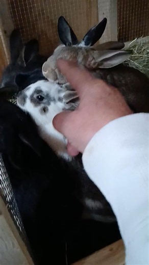 Anne Perreault on Reels