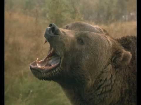 Grizzly Falls Trailer