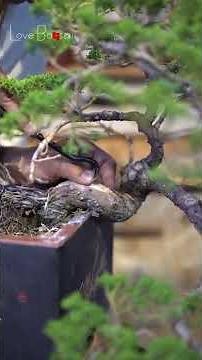 Instructions on how to shape a bonsai tree. Volume 23 #bonsaimaking #lovebonsai #bonsai
