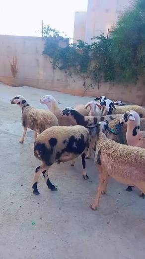 Diverse Sheep Breeds: Colors and Interactions on the Farm