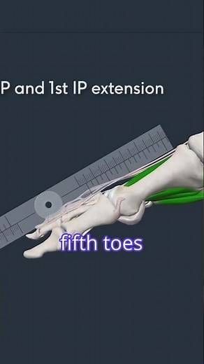 Toe Movements