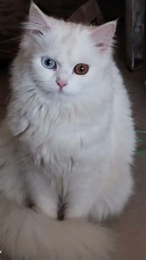 Billi ke Aankho Ka rung aur personality ❤🤗 #cat #petcareprovider #cutecats #catsworld #shortvideo