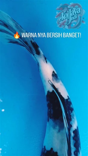 Koi Java Indi on Instagram: "🔥 KOI INI JARANG ADA, WARNA NYA BERSIH BANGET! Koi kualitas pilihan Gerak aktif, body ideal Siap kirim seluruh Indonesia ✈️ Cocok buat kolam rumah 📩 Minat? klik " Lihat Produk "👇 #ikankoi #koisale #koiseller #jualkoi #koilovers #koifish #reelskoi #koindonesia #sorotan #semuaorang #koimalang #koiblitar #koijavaindi"