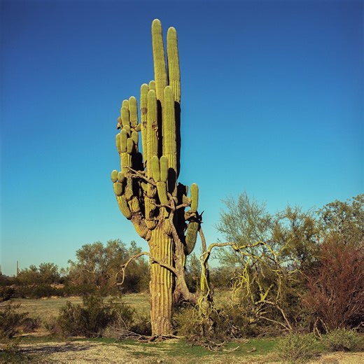 Izzy O. | Entangled 📸 Hasselblad 500C/M 🔭 Carl Zeiss Planar T* 80mm 🎞️ Kodak Ektar 100 🧪 @cinestillfilm CS41 Kit 🔬 Scanned on Nikon Coolscan 9000... | Instagram