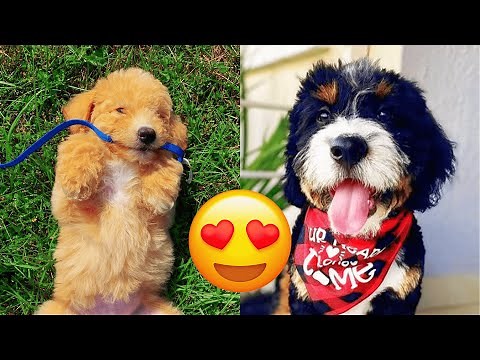 Bernedoodle — Cute And Hilarious Videos And Tik Toks Compilation