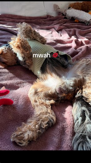mwah, sorry bud :’) #fyp #dogsoftiktok #cavapoo #cavapoodle | Cavapoo