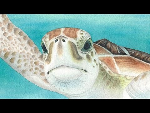 How to Paint a Realistic Sea Turtle in Watercolor