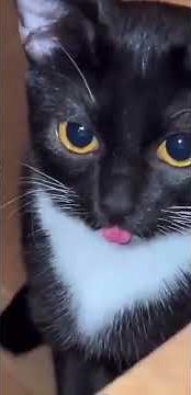 huh cat mlem (huh sound effect meme)