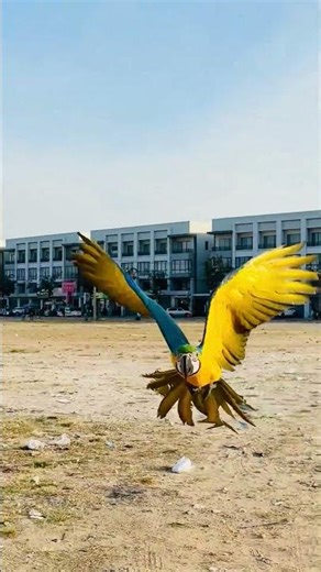 Free fly of the beautiful blue and gold macaw!🦜❤️‍🔥