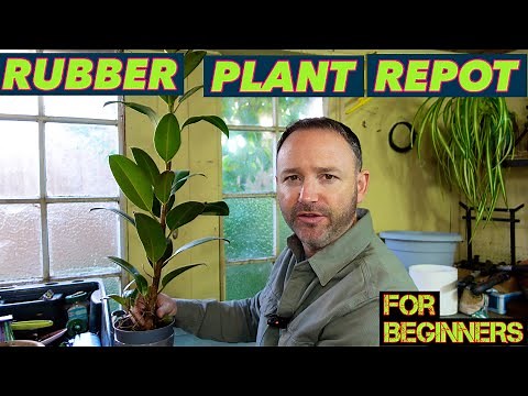 Rubber Plant Repotting Guide for Beginners: Step–By-Step Ficus Elastica Repot