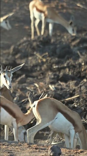 Herd of springbok at Etosha National Park.