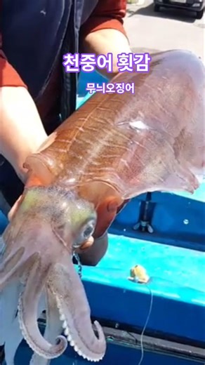 Jindo patterned squid and squid sashimi