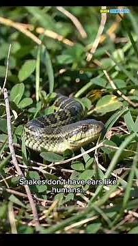 Why Snakes Bite Humans 😳 (The Truth Will Shock You)