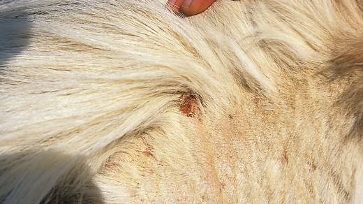 Lice in horses: how best to deal with this itchy pest