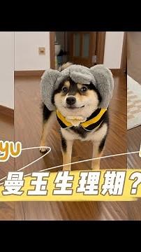 What? Does a dog have menstruation?