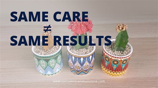 Why Three Moon Cactus Look So Different with the Same Care