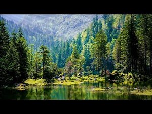 Forest Serenity: Calming Nature Sounds for Stress Relief & Focus