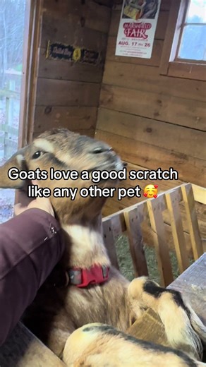 I’ll be here all day 🥰 People underestimate how much goats enjoy pets, snuggles and attention in general #goats #pets #familyfarm