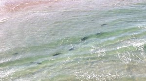 Sharks cruising just feet from shore on the south side of Matanzas Inlet. Nature doing its thing right in our backyard. #matanzasmedia #jeffgreenephotography #matanzasinlet #TheInletIsMyOutlet #sharkwatch #aerialfootage #dronevideo #sharkencounter #natureunedited #wildflorida #oceanlife #sharkseason #floridacoast #sharkdrone | Matanzas Inlet