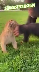 Funniest Cats and Dogs Videos || Hilarious Animal Compilation Part No:30 #2024