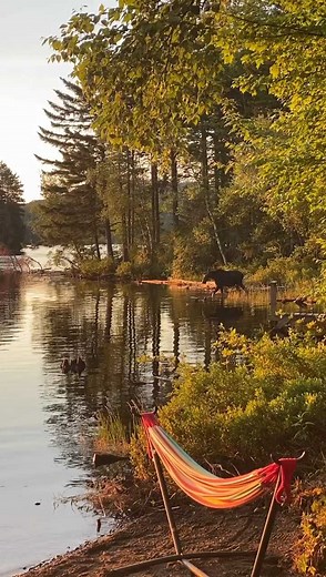 This beautiful moose was spotted taking a dip in Moxie Pond! 😍 (📹: ‎Susannah Warner‎) #MyMaine Today will be a very hot day. Be sure to stay cool: wgme.com/weather | WGME CBS 13 News, Portland