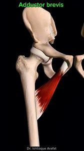 Adductor brevis 🦵 #muscle #Anatomy | Dr. Ishtiaque Arafat