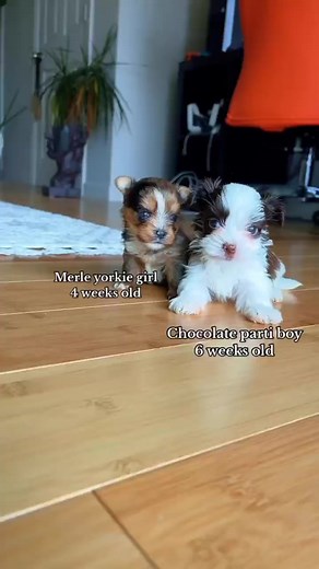 7.1K views · 343 reactions | So Adorable And Cute Yorkie Puppies ... #yorkie #yorkshireterrier #yorkiepuppies #yorkielove #yorkieoftheday #yorkiepuppy #yorkielife #yorkieoftheday #yorkielovers #yorkies | I Love Yorkshire Terrier | Facebook