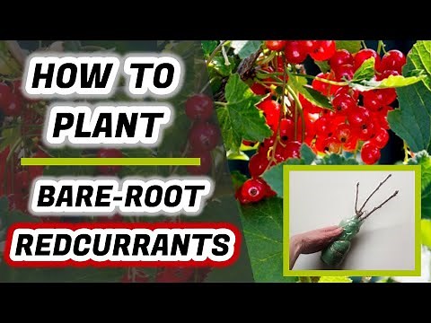 How To Plant Bare-Root Redcurrants