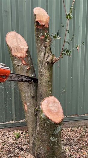 Which one was the most satisfying? #asmr #gardening #tools | gardening tools