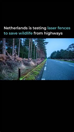 Code Intellectus on Instagram: "The Netherlands is testing “light fences” - thin laser lines projected along roadsides that look like real fences to animals. Instead of blocking wildlife with steel and concrete, these glowing guides gently steer deer and other animals toward safe crossing points, reducing accidents without trapping nature. It’s a subtle idea with big impact: protecting lives, preserving migration paths, and proving that sometimes the safest barriers are the ones you can’t touch.