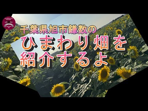 千葉県旭市鎌数のひまわり畑を紹介するよ