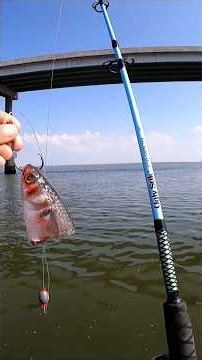 Dragging in Big Fish on the Uglystik Carbon Jig Rod and Penn Slammer reel! #fishing #bigfish