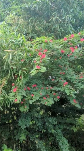 মনিকুন্ডলা গাছ | Powder Puff Tree