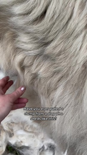 Satisfying Dog Shedding Compilation