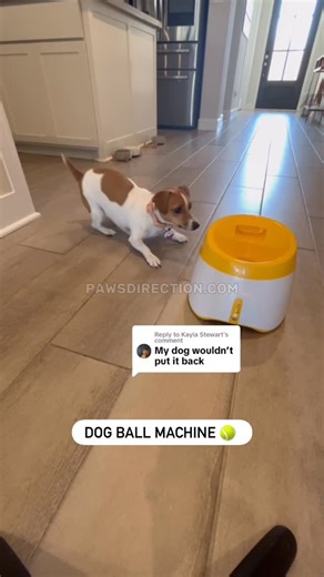Jack Russell Terrier on Instagram: "Automatic Dog Ball Launcher 😍"