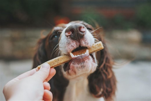 How to Train a Dog to Take Treats Gently