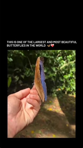 explore_wealth on Instagram: "•🦋 Meet the Blue Morpho - The Blue Morpho is a large tropical butterfly native to the rainforests of Central and South America. •It belongs to the Morpho genus and can grow up to 20 cm in wingspan, making it one of the biggest butterflies in the world. •Its famous blue color isn’t pigment — it comes from microscopic wing scales that reflect light. When it closes its wings, the brown underside helps it camouflage from predators. •A perfect mix of science and beauty 