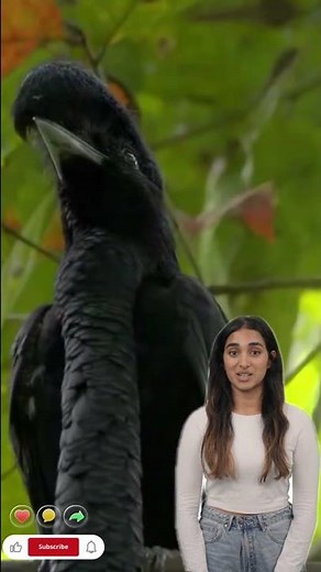 Long wattled Umbrellabird | ANIMAL WORLD Bird With the Longest Wattle Nature’s Most Bizarre Creation
